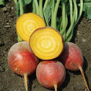 Touchstone Gold Beet