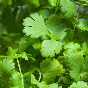 Large Leaf Cilantro