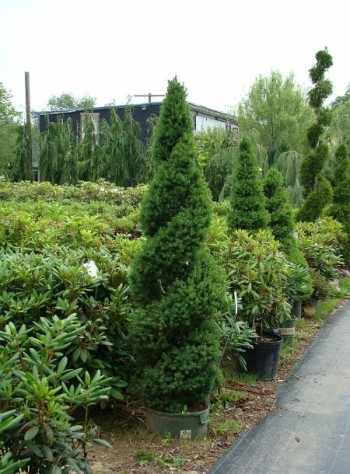 Topiary Workshop