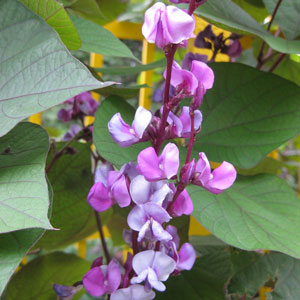 Hyacinth Bean Ruby Moon