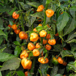 Habanero Hot Pepper