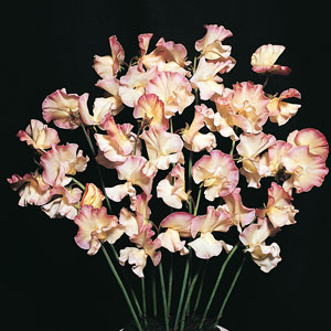 Sweet Pea ‘Mollie Rilestone’