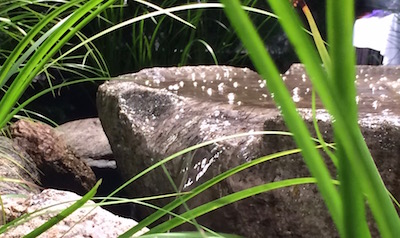 Water Garden