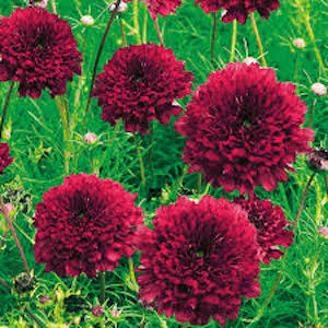 Cosmos Double Click Cranberries