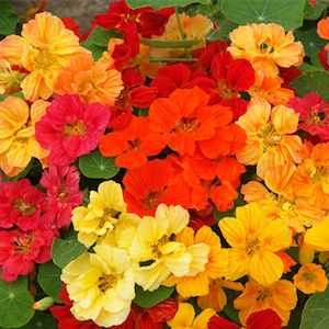 Nasturtium Whirlbird Mix