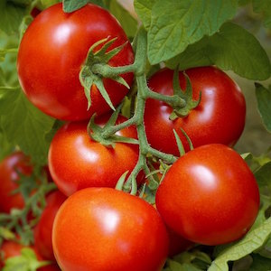Stupice Tomato