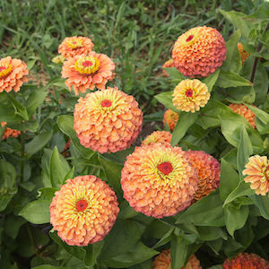 Zinnia Queen Lime Orange