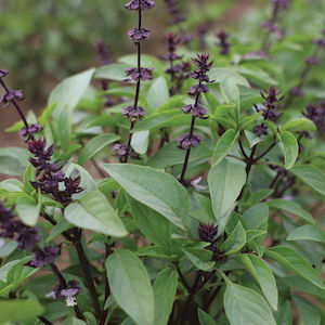 Thai Sweet Basil