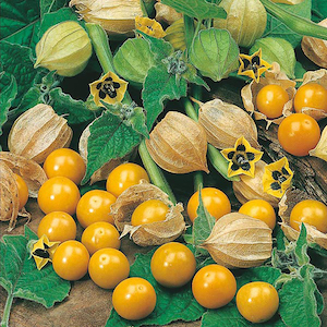 Cape Gooseberry