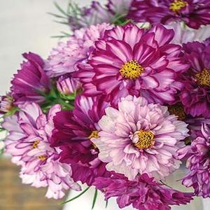 Cosmos Double Click Bicolor Violet