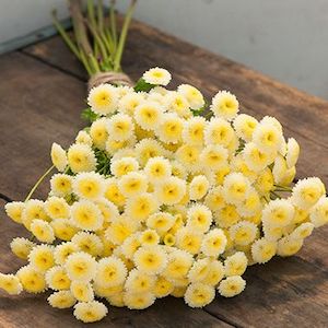 Feverfew ‘Magic Lime’