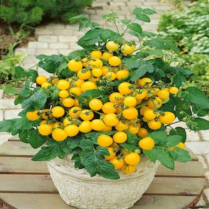 Patio Choice Yellow Tomato