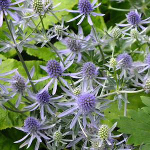 Eryngium Glitter Blue