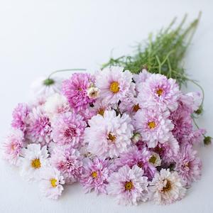 Cosmos Doubleclick Bicolor Pink