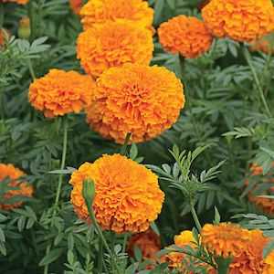 Marigold Giant Orange