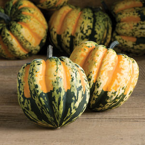 Carnival Squash