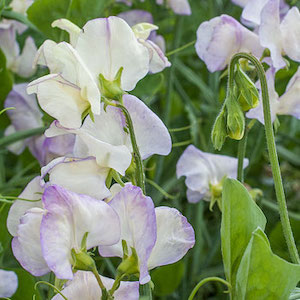 Sweet Pea ‘April In Paris’