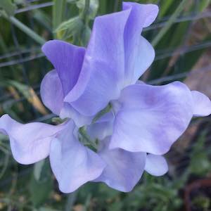 Sweet Pea Blue Celeste