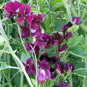 Sweet Pea Zinfandel