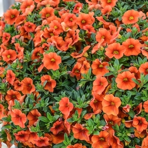 Calibrachoa Aloha Kona Orange Zest