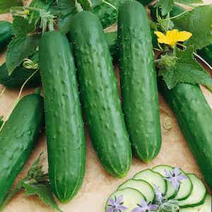 Saladmore Bush Cucumber