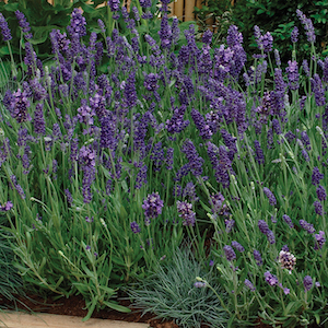 Elegance Purple Lavender