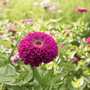 Zinnia Benary’s Giant Purple