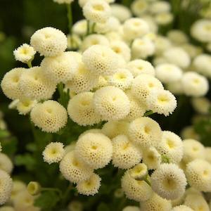 Feverfew Lima