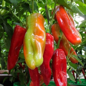 Giant Aconcagua Pepper