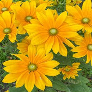 Rudbeckia Irish Spring