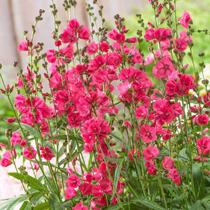 Sidalcea Malvaflora Starks New Hybrid