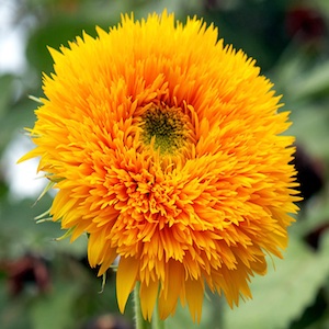Sunflower Double Quick Orange