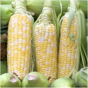Peaches ’N Cream Sweet Corn