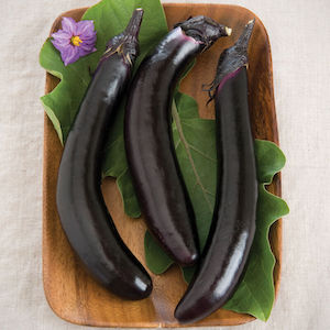 Orient Express Eggplant
