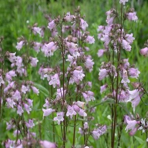 Penstemon Calycosus