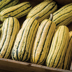 Piñata Hybrid Delicata Squash