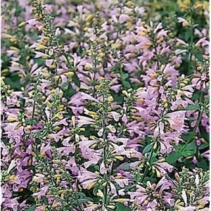 Agastache Lavender Martini