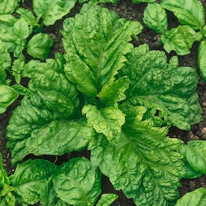 Salad Leaf Basil