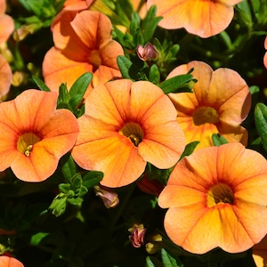 Calibrachoa Aloha Kona Mango