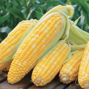 Serendipity Corn
