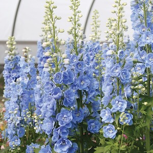 Candlelight Blue Shades Delphinium