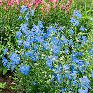  Cheer Blue Delphinium