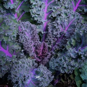 Scarlet Kale