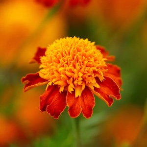 Marigold Orange Flame