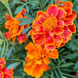 Marigold Safari Scarlet