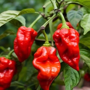  Trinidad Scorpion Pepper
