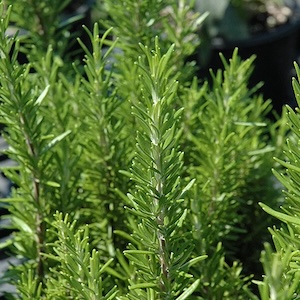  Rosemary Barbeque