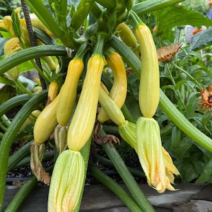  Butterfingers Squash