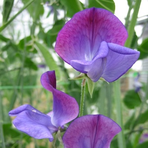  Sweet Pea Captain of the Blues