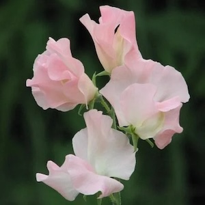  Sweet Pea Heaven Scent